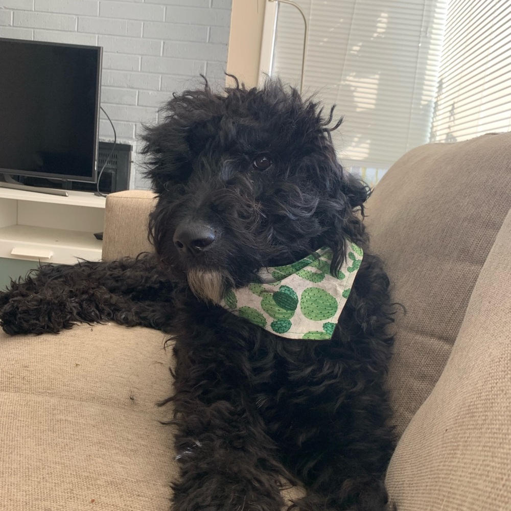 Meet your Posher, Cian